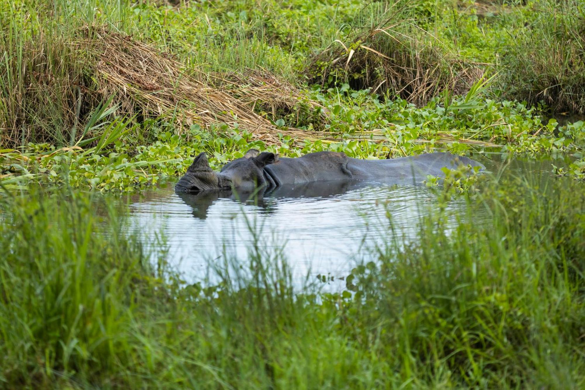 Hotel Parkside & Swimming Pool-Between Greenery And Azure ,Your Perfect Retreat Chitwan Exteriér fotografie